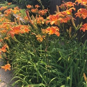 Meet your Posher, Leola